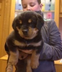 Home trained Rottweiler puppies