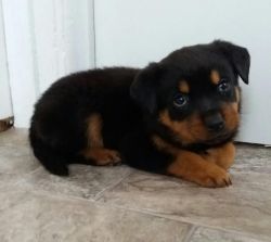 Cute Rottwelier puppies for sale