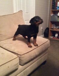 Humble cute Rottweiler puppies for rehoming