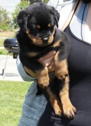 100% Pure Rottweiler Puppies Import Lines.
