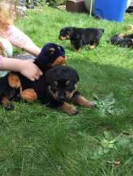Stunning Rottweiler puppies for adoption