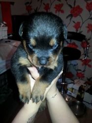 Stunning Rottweiler puppies for rehoming