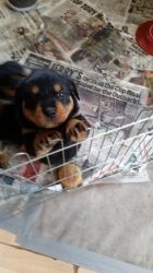 .Beautiful Rottweiler puppies for adoption
