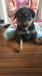 Playful Rottweiler puppies for adoption