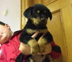 B.eautiful Rottweiler puppies for adoption