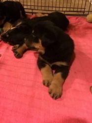 Rottweiler Puppies Are So Cute !! To Re Home