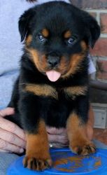 Rottweiler pups ready to go home