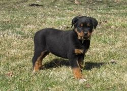 We have Rottweiler puppies available.