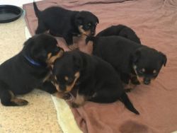 The Rottweiler puppies are available.