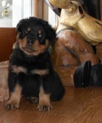 fabulous Rottweiler puppies for rehoming