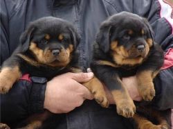Top Quality Rottweiler Puppies(100% Purebred).