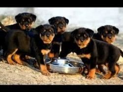 Rottweiler Puppies for good homes