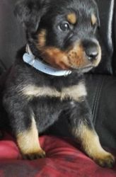 German Rottweiler puppies available