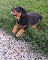 German Rottweiler puppies ready to go now
