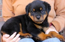 Male and Female Rottweiler puppies 4 sale