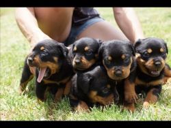 two Rottweiler puppies. 10 weeks old.