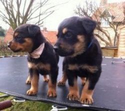 Rottweiler Puppies for adoption