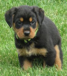 AKC Registered Rottweilers