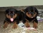 Rottweiler Puppies for adoption