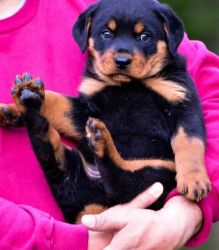 Cute And Lovely Rottweiler Puppies For Sale