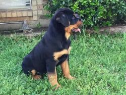 Pure breed Rottweiler puppies
