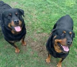 Two Rottweilers