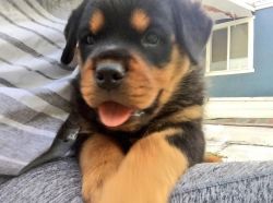 Rottweiler male puppies
