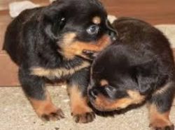 Outstanding Rottweiler Puppies For All