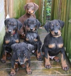 Stunning Kc Registered Rottweiler Puppies!!