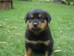well feed and well trained rottweiler puppies