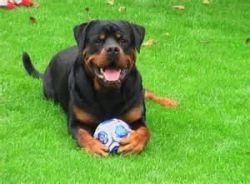 Marvelous C.k.c Rottweiler Puppies For Re-homing