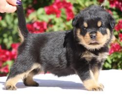 Perfect Rottweiler Puppies