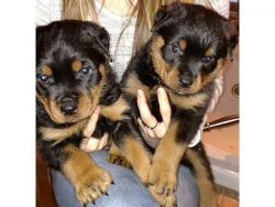 Rottweiler puppies for a pet lover