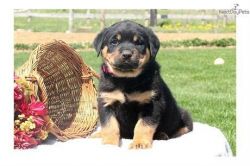 Friendly Rottweiler Puppies for sale