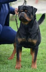 Friendly Rottweiler puppies for sale