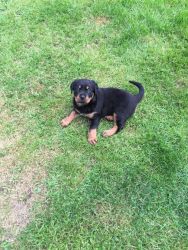 Rottweiller Puppies Ready Now