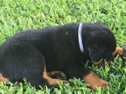 Rottweiler puppies with Microchip and pedigree