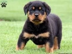 Gorgeous litter of rottweiler puppies for sale