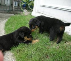 Chunky Rottweiler Pups For Sale