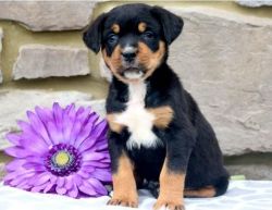 Lovely pure breed Rottweiler puppies.