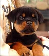 The Best Looking Rottweiler Puppies