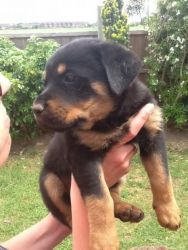 Top Quality Rottweiler Pups