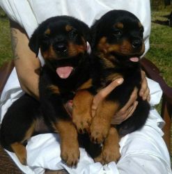 Rottweiller Puppies Males And Females,