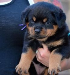 trained Rottweiler puppies available
