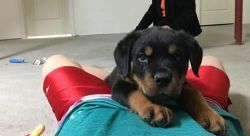 Quality Rottweiler puppies