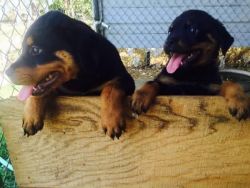 male and female rottweiler pups ready