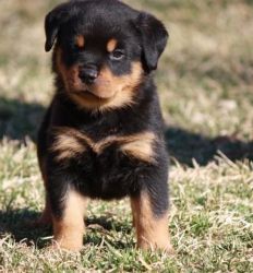 Newly Rottweiler Puppies for great family
