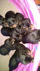 Rottweilers Puppies AKC