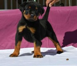 Tiny Toy Rottilwers Puppies Bva Pra Clear