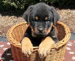 Rottweiler Puppies Available for Re-homing